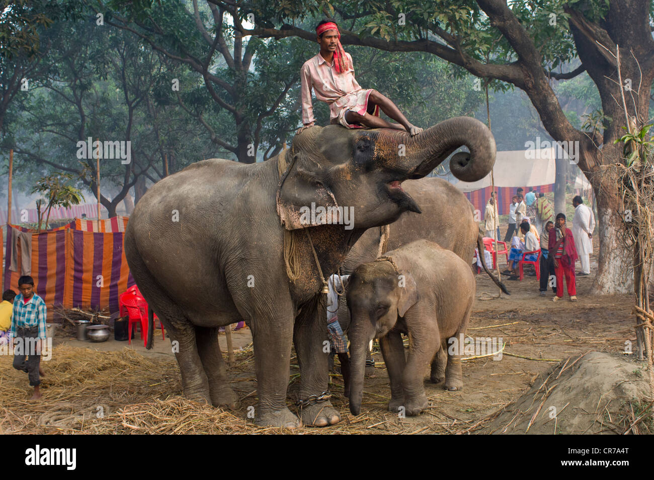 Mahout sitzt auf dem Kopf eine begrüssende Elefant Haathi Basar, Sonepur Mela, Sonepur, Bihar, Indien Stockfoto