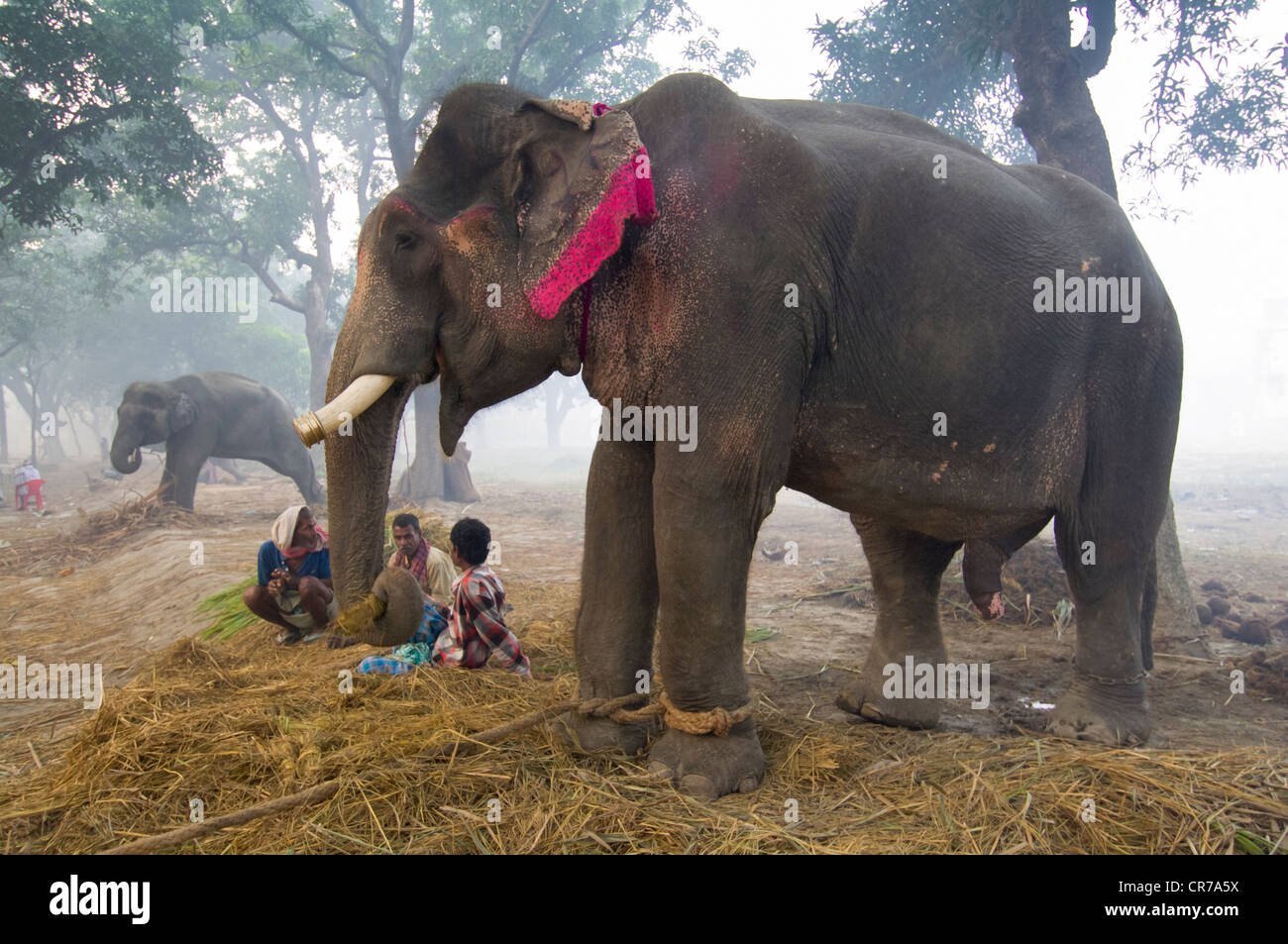 Elefanten zu verkaufen, mit Mahouts im Haathi Basar, Sonepur Mela, Sonepur, Bihar, Indien Stockfoto