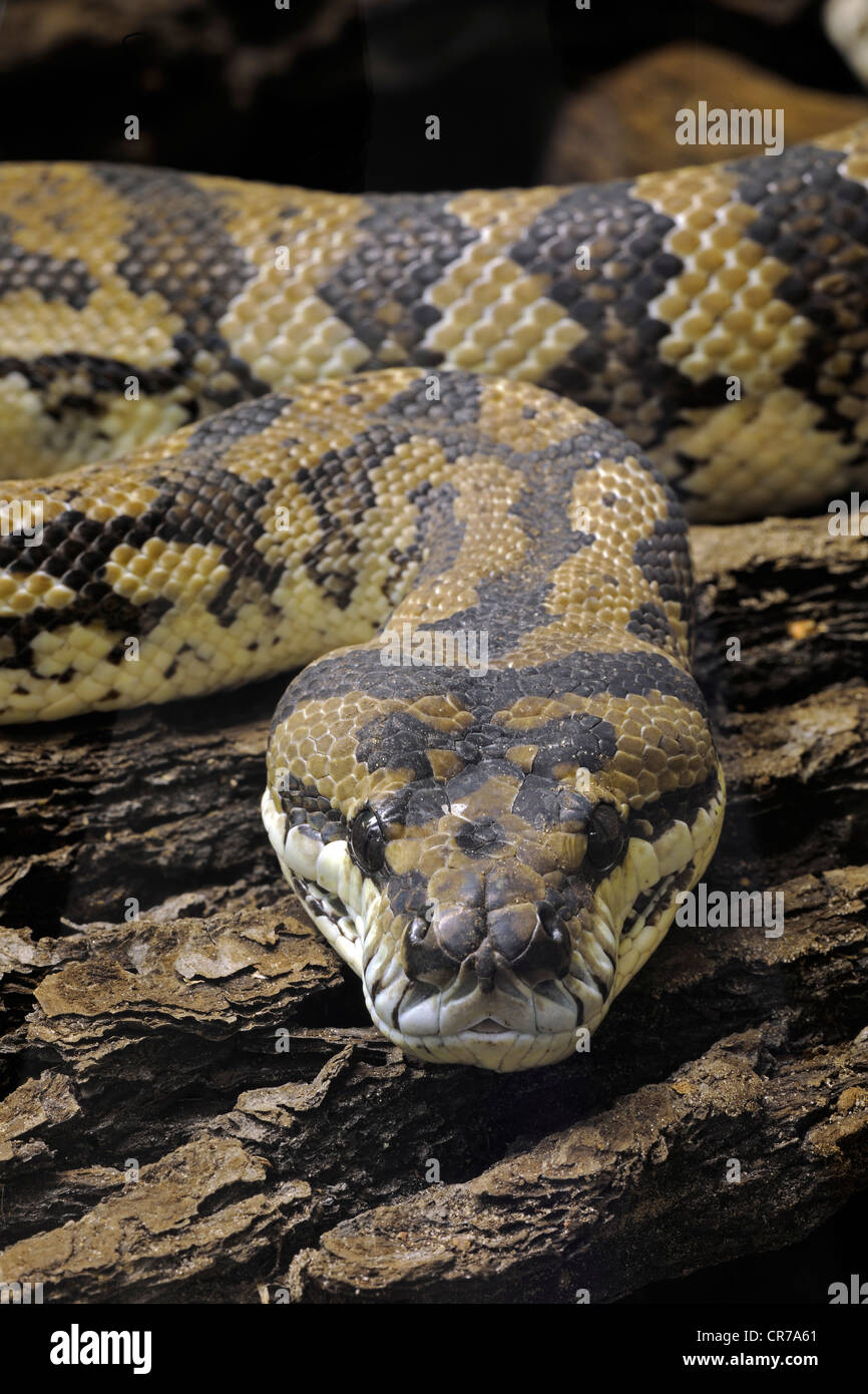 Teppich-Python (Morelia Spilota Variegata), Neu-Guinea, Oceania Stockfoto