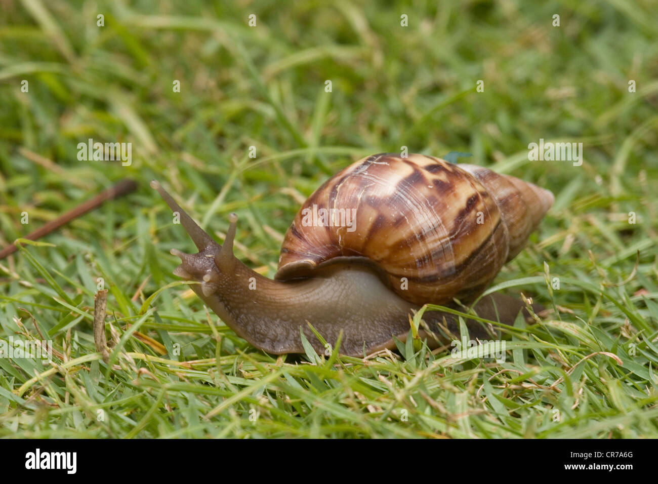 Schnecke auf der Wiese Stockfoto