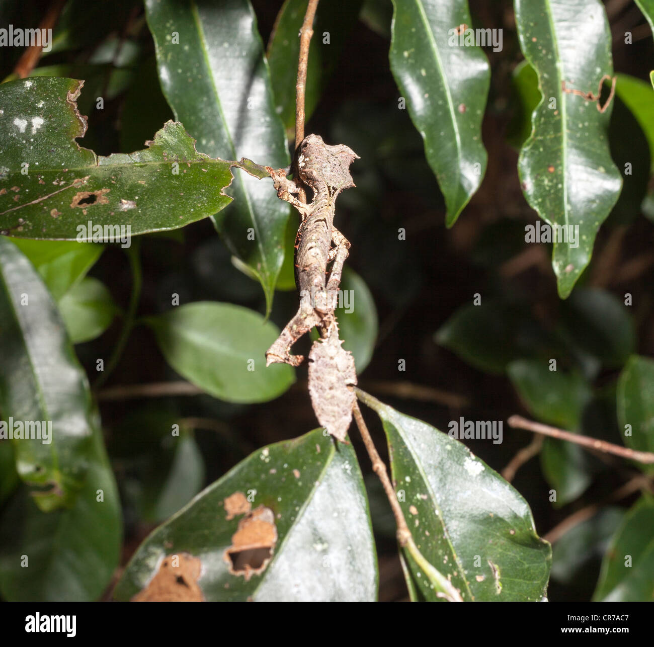 Uroplatus Phantasticus, die satanischen Blatt Tailed Gecko Ranomafana Nationalpark, Madagaskar Stockfoto