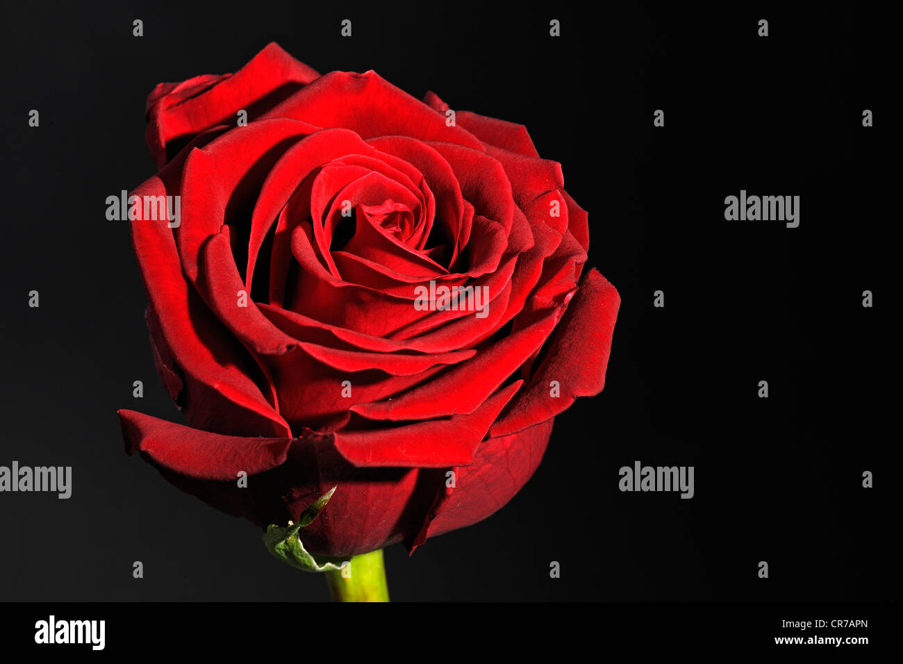 Rote Rose (Rosa) Stockfoto