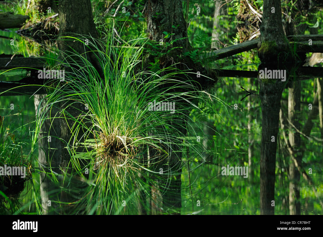 Stämme der eine alte Hainbuche (Carpinus Betulus) bedeckt mit Farn und Gräsern, in den Marschgebieten der Briese-Tal in der Nähe von Berlin Stockfoto