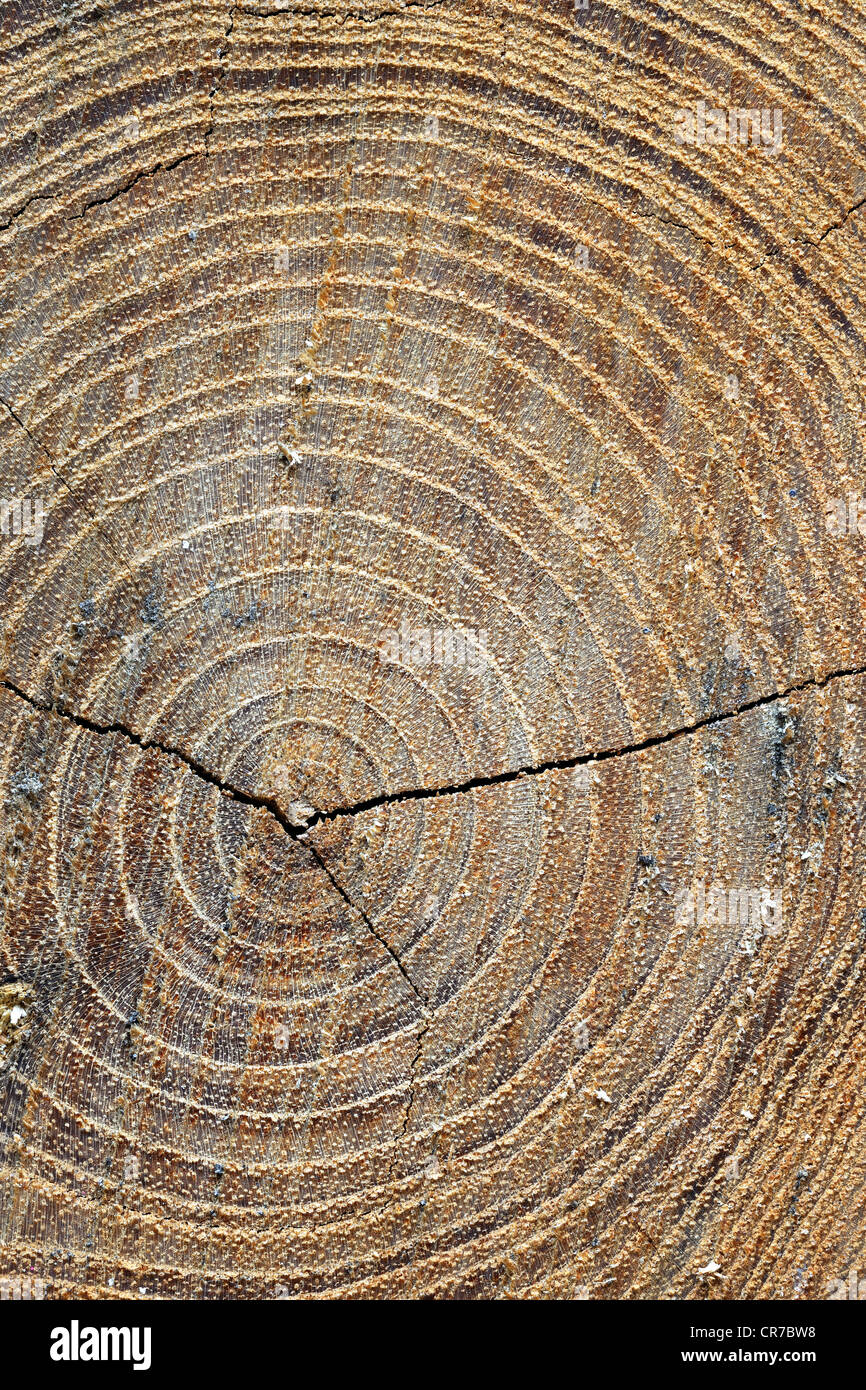 Querschnitt eines Baumstammes zeigt die Jahresringe, Robinie oder falsche Akazie (Robinia Pseudoacacia), Brandenburg Stockfoto