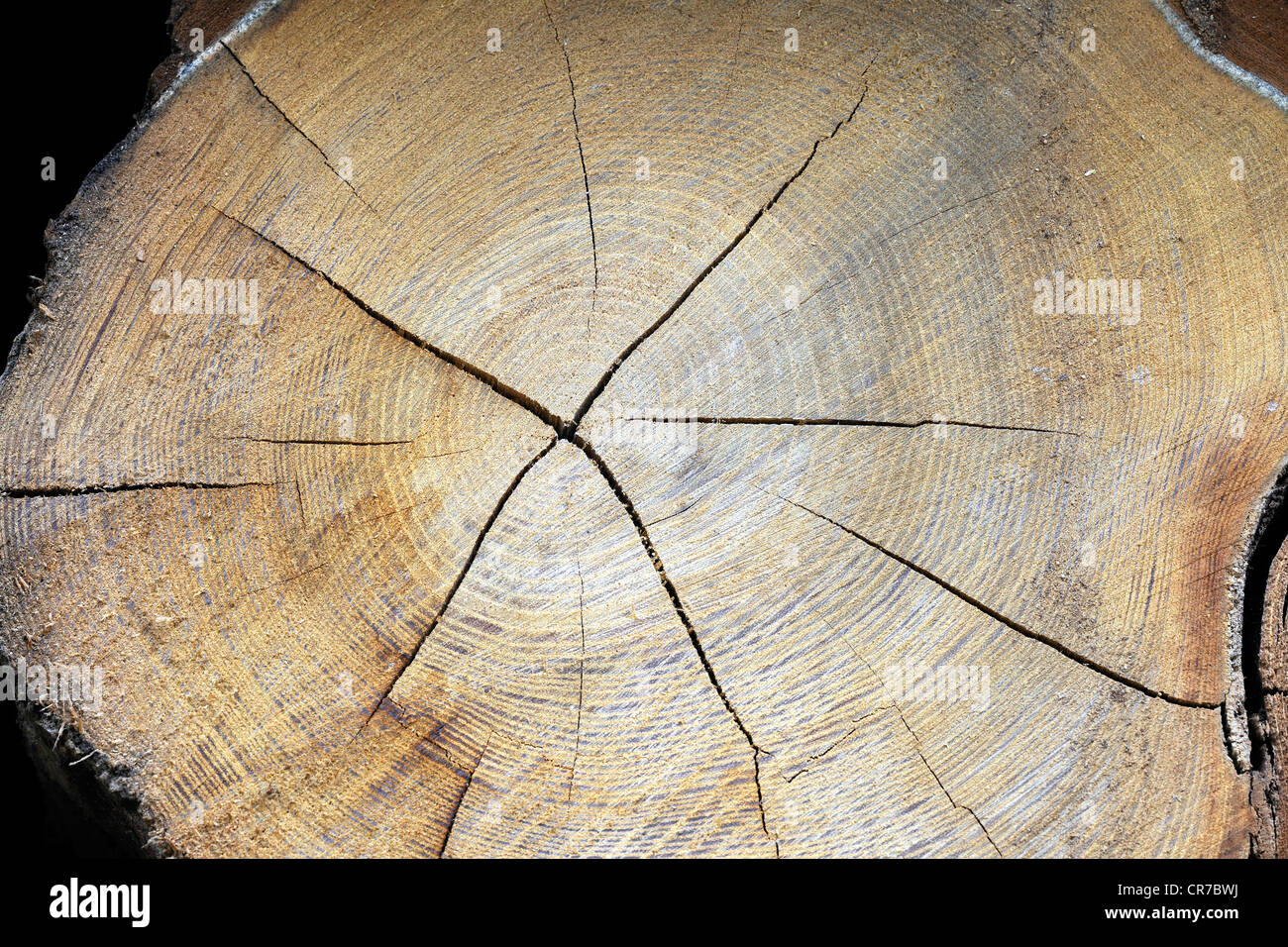 Querschnitt eines Baumstammes zeigt die Jahresringe, Robinie oder falsche Akazie (Robinia Pseudoacacia), Brandenburg Stockfoto