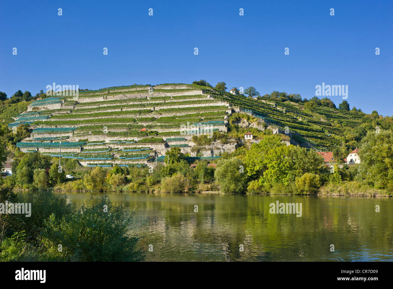 Weinberg auf dem Neckar, Gundelsheim, Neckartal, Baden-Württemberg, Deutschland, Europa Stockfoto