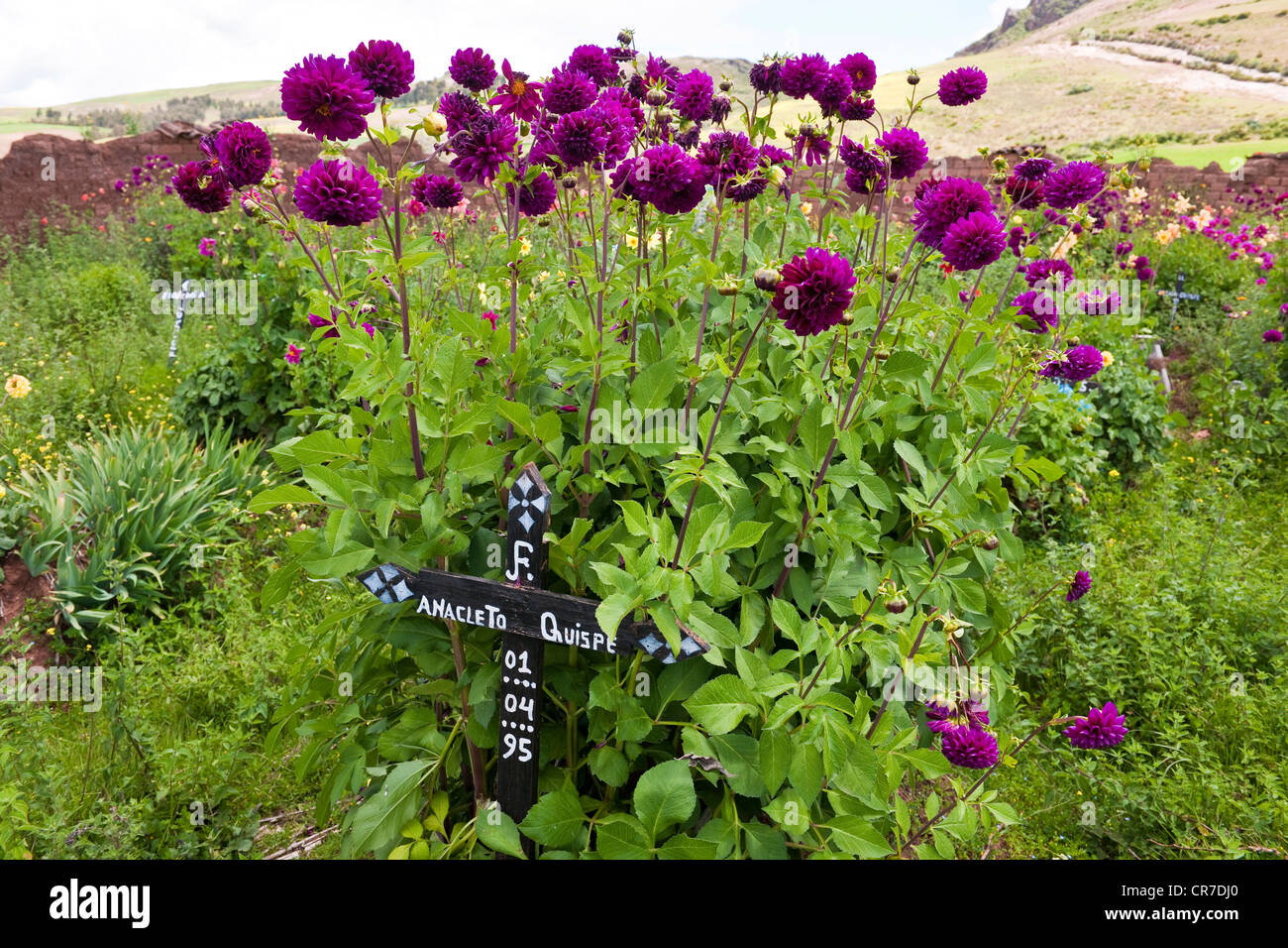 Peru, Cuzco Provinz, Inkas Heiliges Tal, Moray, Friedhof geblüht mit Dahlien Stockfoto