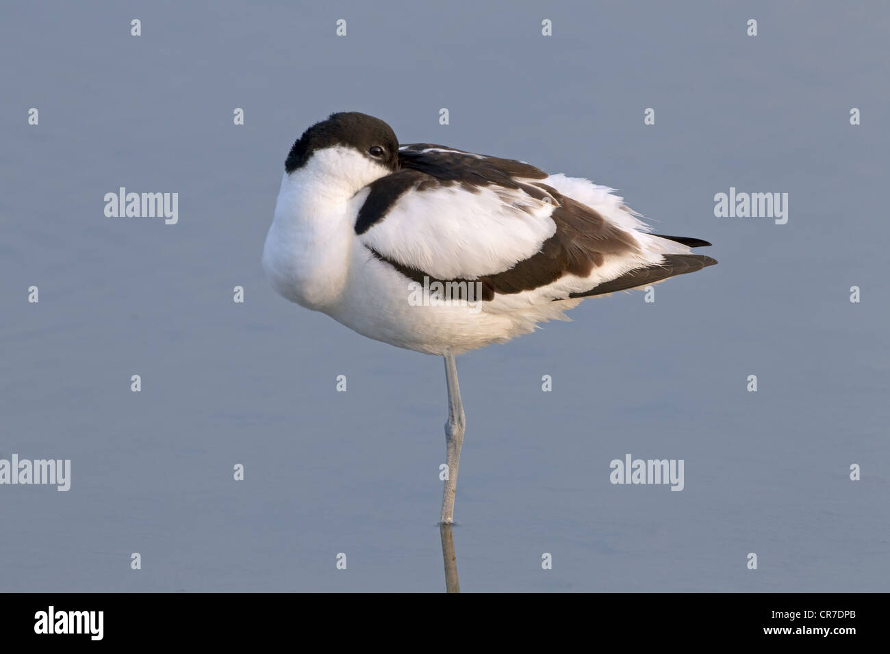 Schlafen Pied avocet Recurvirostra avocetta in Lagune Stockfoto