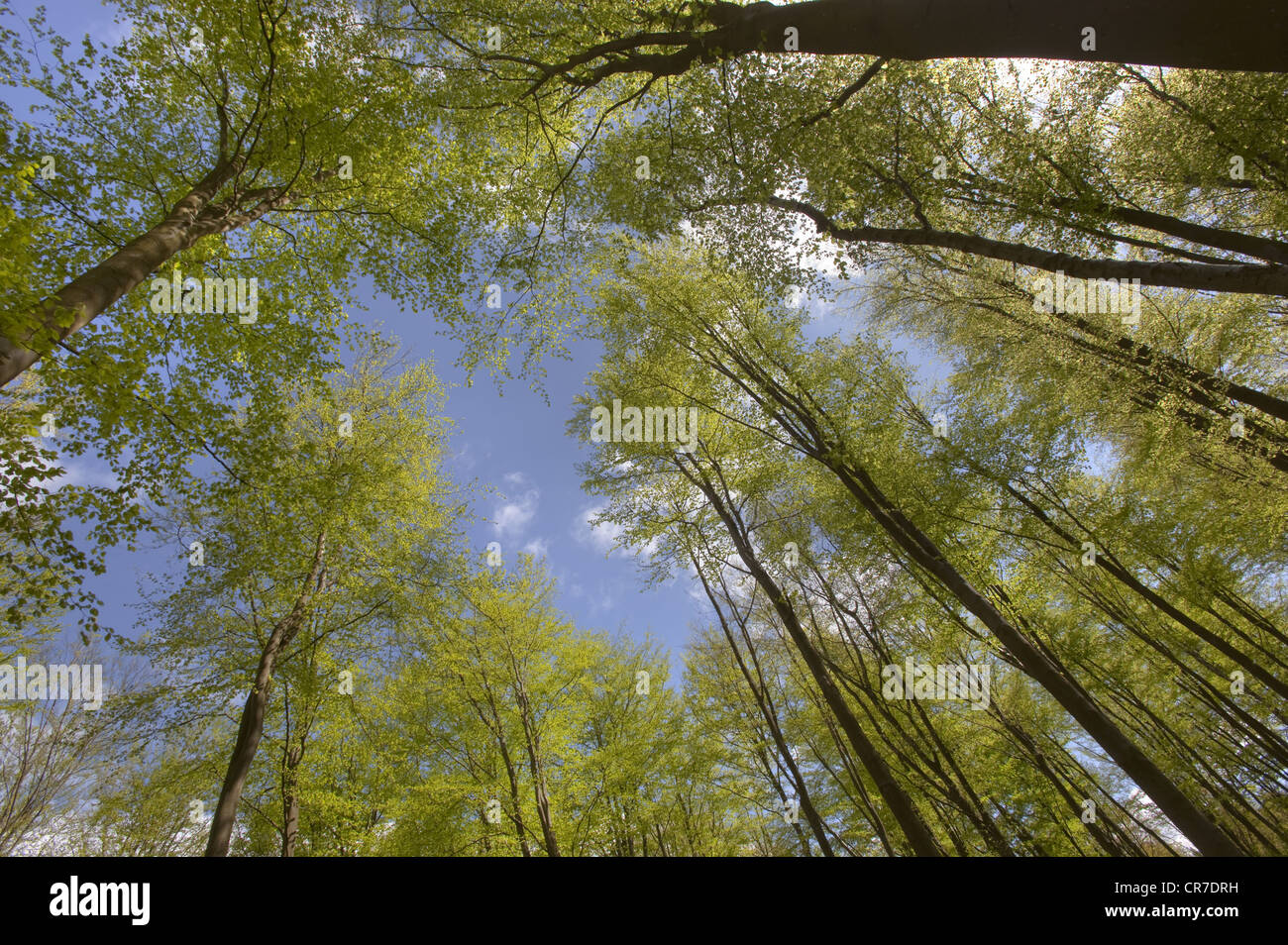 Ein Blick nach oben auf neue grüne Blätter, die auf Buchen Fagus sylvatica im Frühlingswald hervortreten Stockfoto