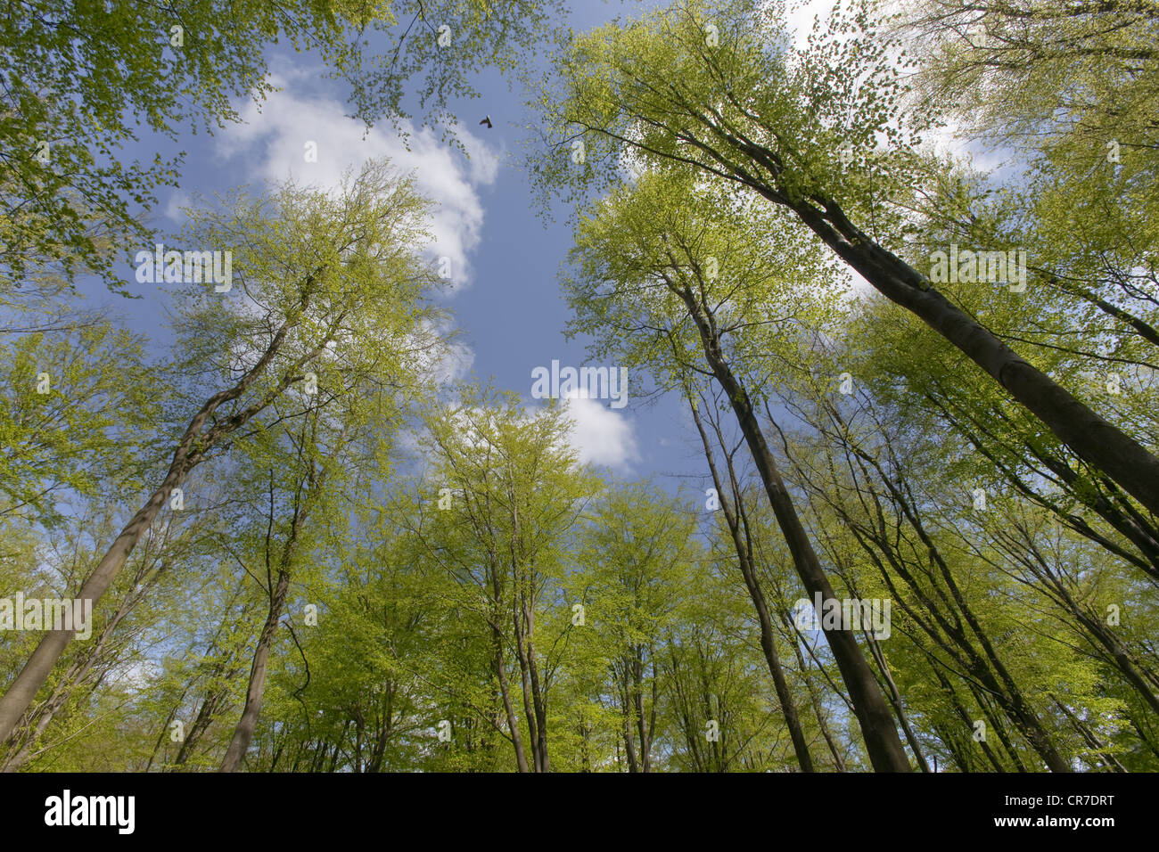 Ein Blick nach oben auf neue grüne Blätter, die auf Buchen Fagus sylvatica im Frühlingswald hervortreten Stockfoto