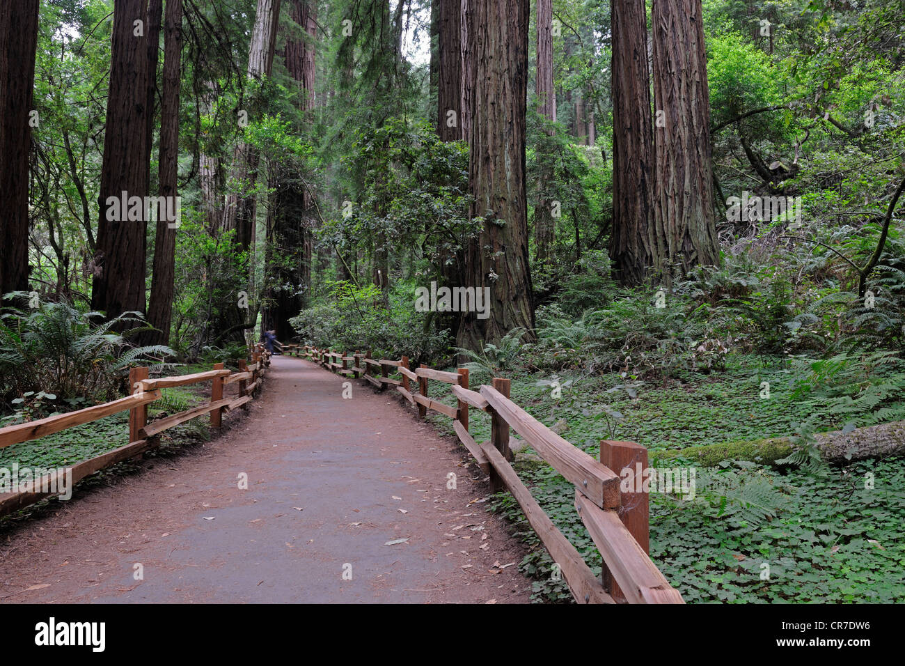 Wanderweg im Muir Woods National Park, Kalifornien, USA Stockfoto