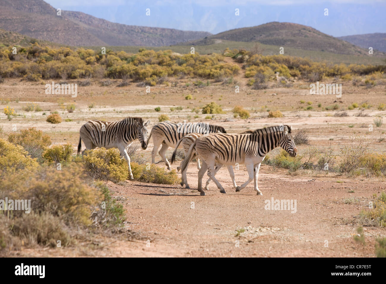 Kleine Gruppe von Zebra im ausgetrockneten Flussbett in Südafrika Stockfoto