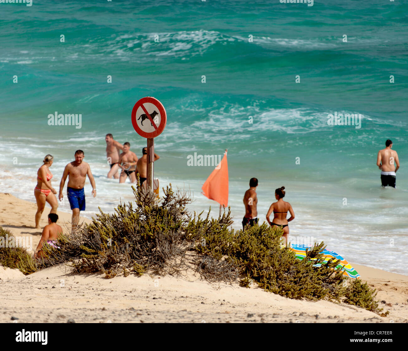 Strand, Strandleben, Zeichen, keine Hunde erlaubt am Strand, Fuerteventura, Kanarische Inseln, Spanien, Europa Stockfoto