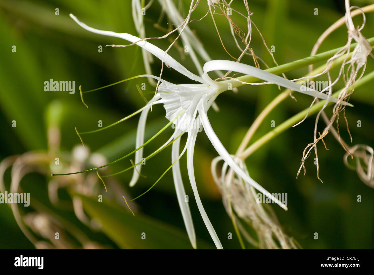 Amaryllis-Arten, Spider Lily (Hymenocallis Occidentalis), Blumen, Fuerteventura, Kanarische Inseln, Spanien, Europa Stockfoto