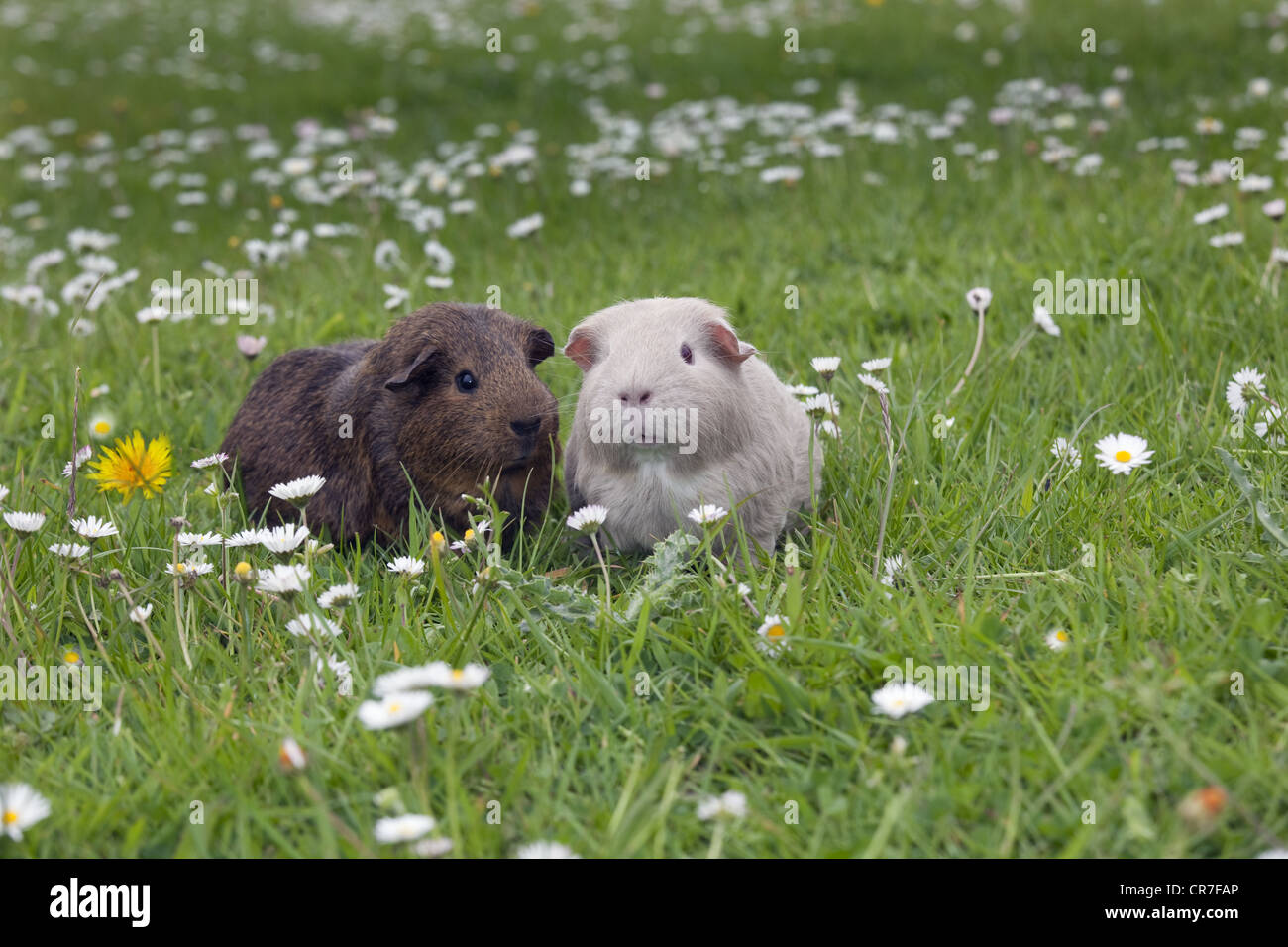 Freiland-Familie Guinea Schwein auf Gras mit Daisen Stockfoto