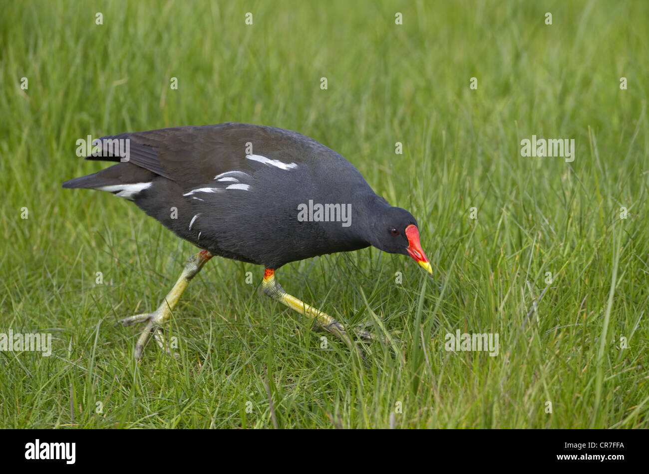 Sumpfhuhn Gallinula chloropus an cley Naturschutzgebiet Norfolk Stockfoto