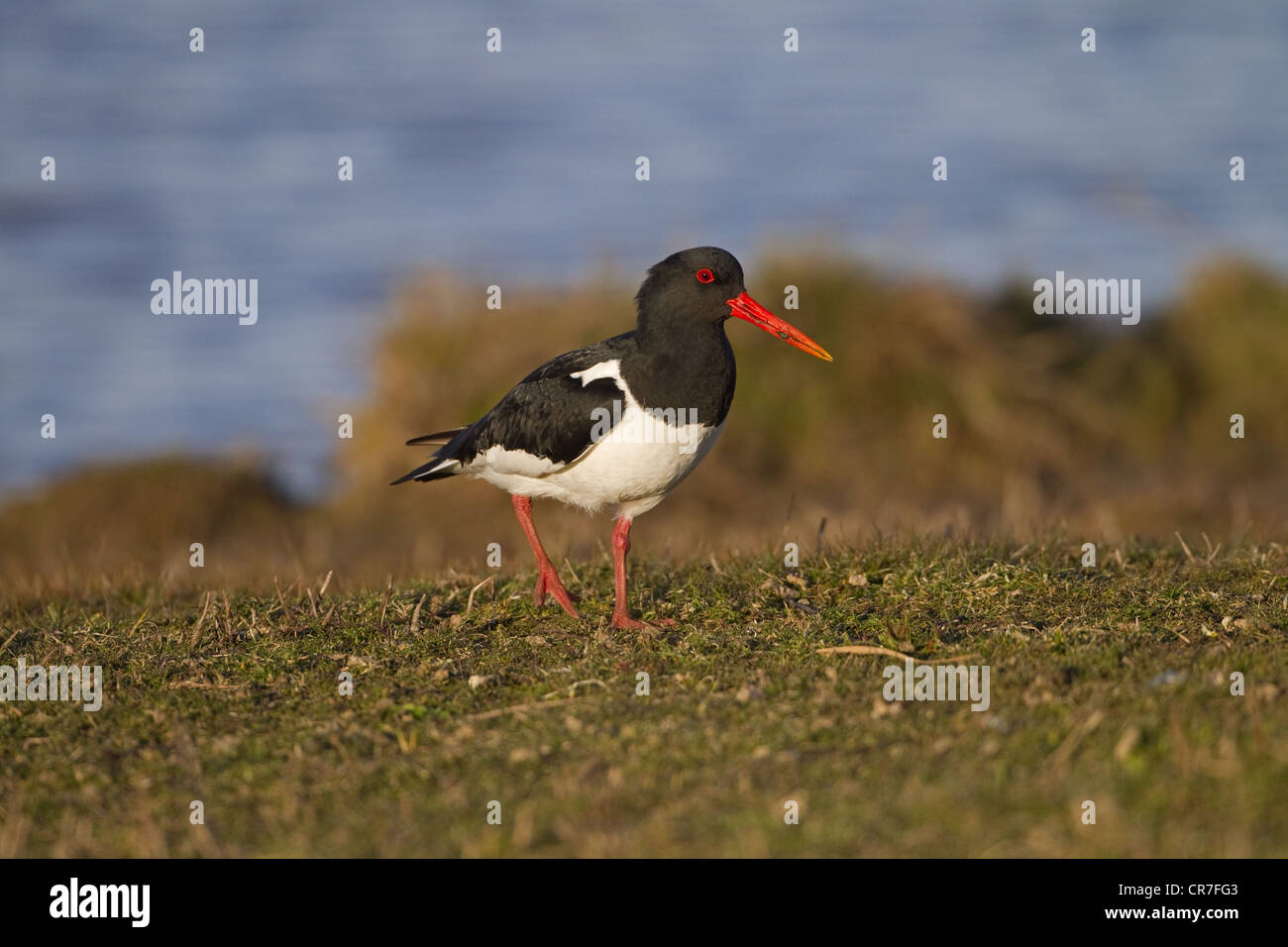 Einzelnen Austernfischer Haematopus Ostralegus Fütterung am Ufer Stockfoto