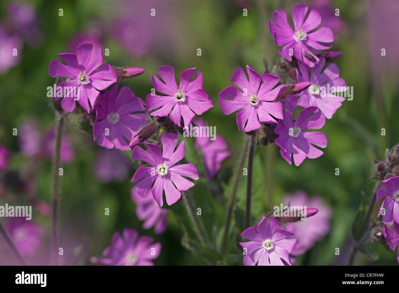 Red Campion Silene Dioica Norfolk UK Mai Stockfoto