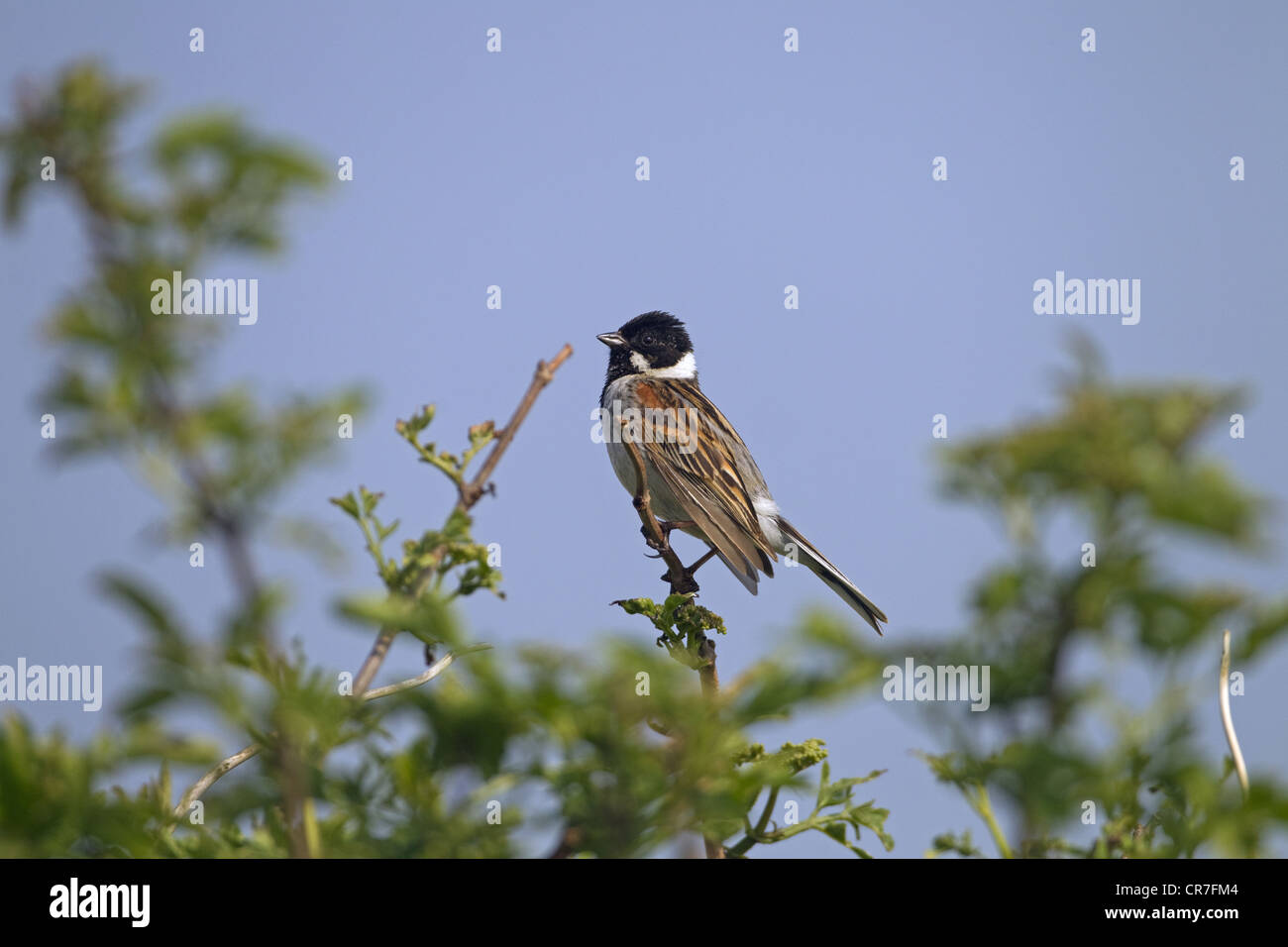 Männliche Reed Bunting Mmberiza Schoeniclus auf Song post Stockfoto