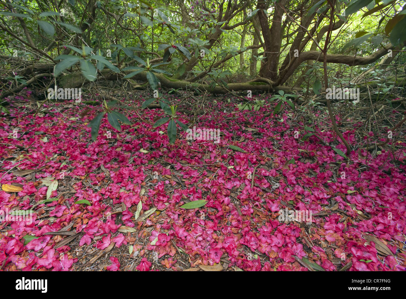 Abgefallene Blütenblätter von Blumen Rhodedendrom auf Waldboden Stockfoto