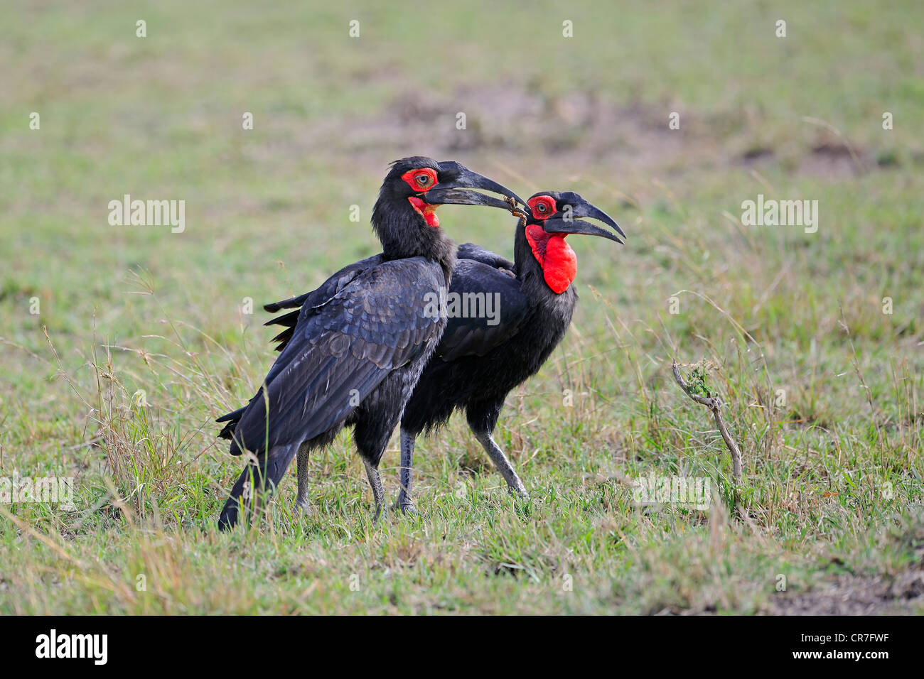 Südlichen Boden Nashornvögel (Bucorvus Leadbeateri), Männlich, vorbei an Essen, Weiblich, Masai Mara National Reserve, Kenia, Afrika Stockfoto