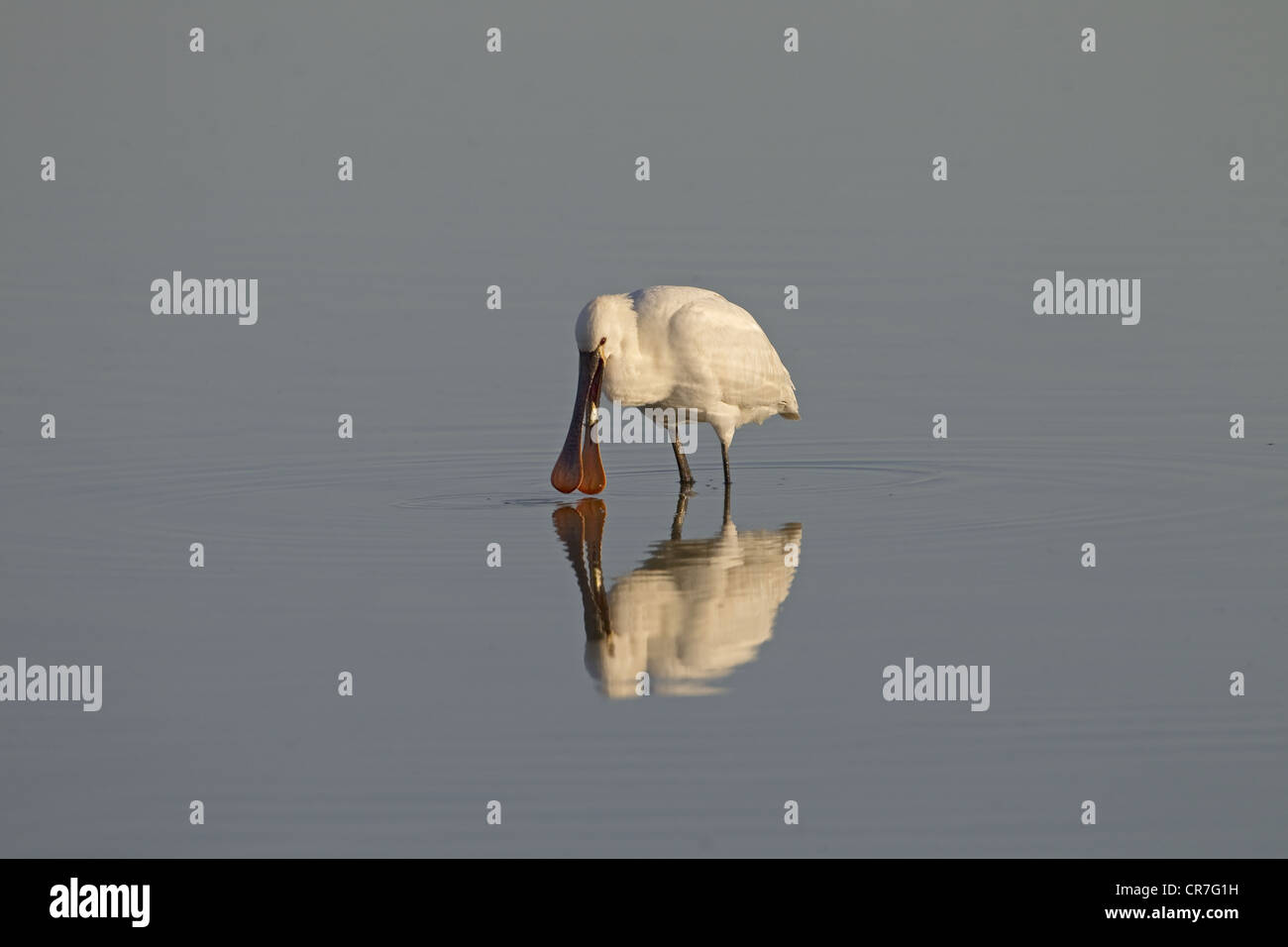 Löffler Plataleas Leucorodia Fütterung Mitte März Norfolk Stockfoto Löffler Plataleas Leucorodia Fütterung Mitte März Norfolk Stockfoto