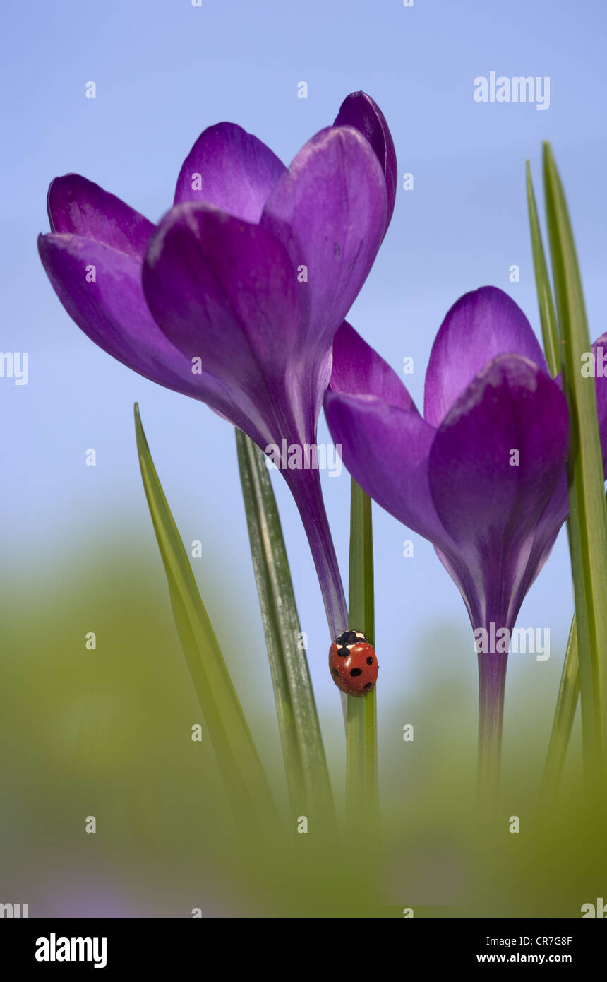 Frühling Krokusse und Seven-spot Ladybird Coccinella punctata Norfolk Februar Stockfoto