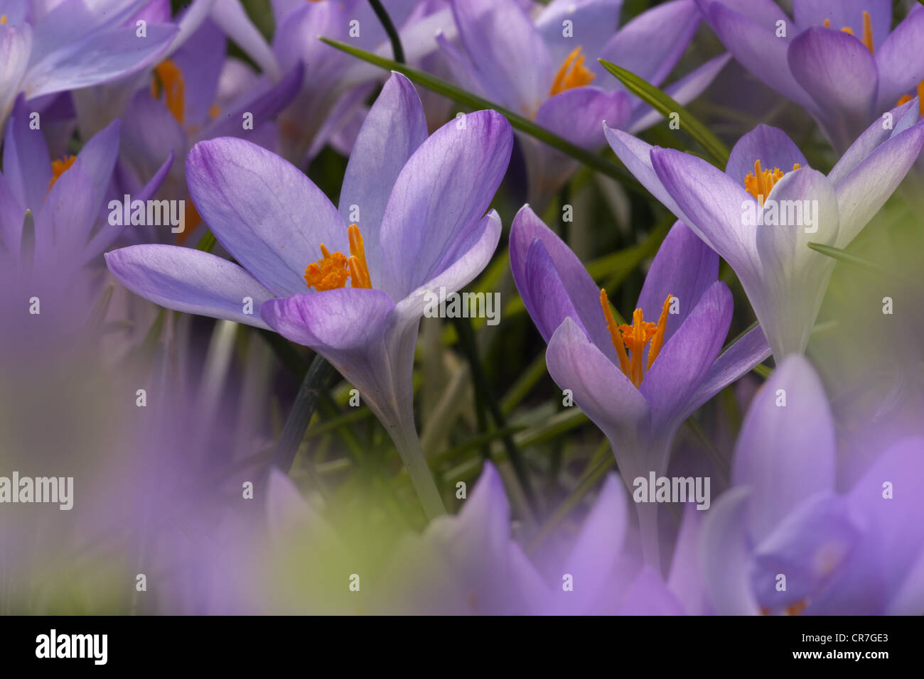 Frühlings-Krokus in voller Blüte im Bauerngarten Ende Februar Stockfoto