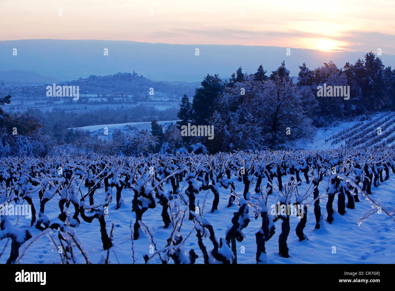 Frankreich, Vaucluse, Parc Naturel Regional du Luberon (natürlichen regionalen Park der Luberon) Cotes du Ventoux Weinberg unter Schnee in Stockfoto