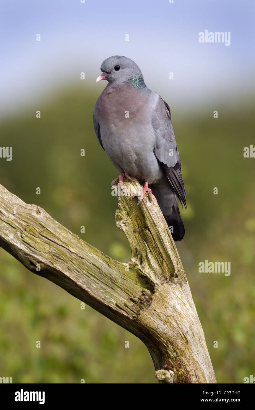 Hohltaube Columba Oenas Altvogel im Frühjahr Stockfoto