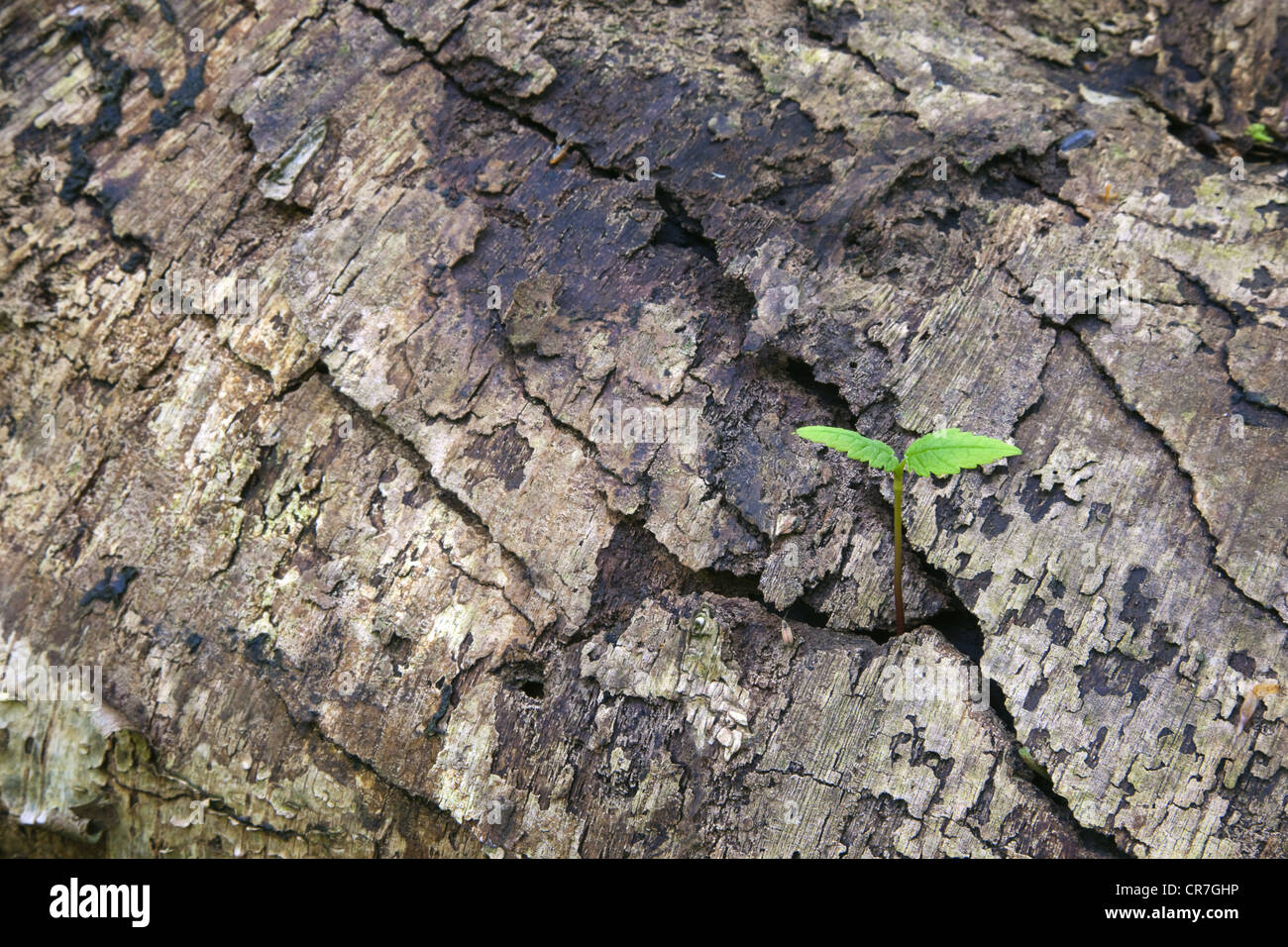 Bergahorn Acer Pseudoplatanus Sämling wächst in Silber Birkenrinde Stockfoto