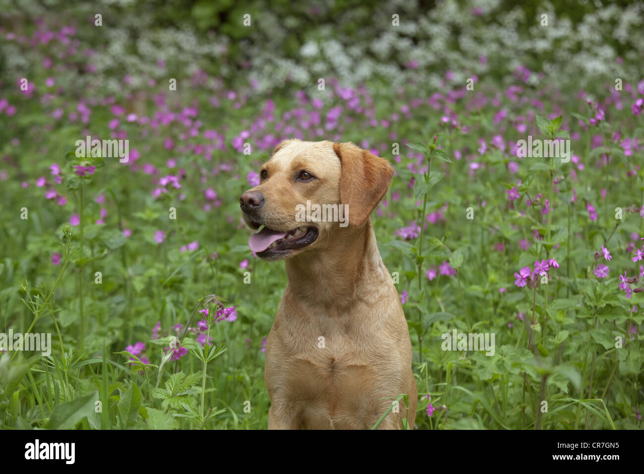 Gelber Labrador sitzt an Wildblumen Stockfoto