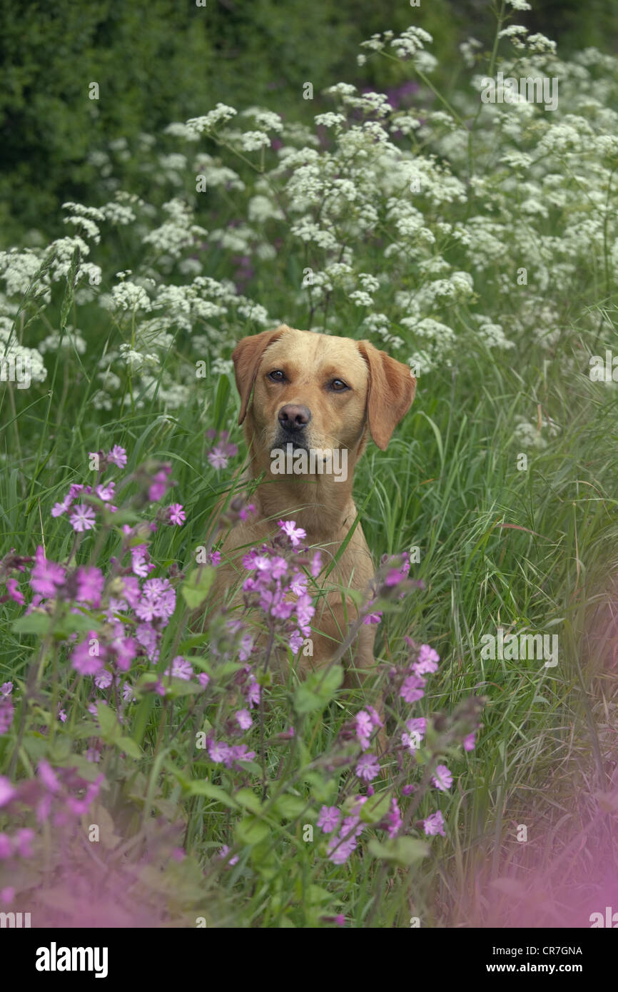 Gelber Labrador sitzt an Wildblumen Stockfoto