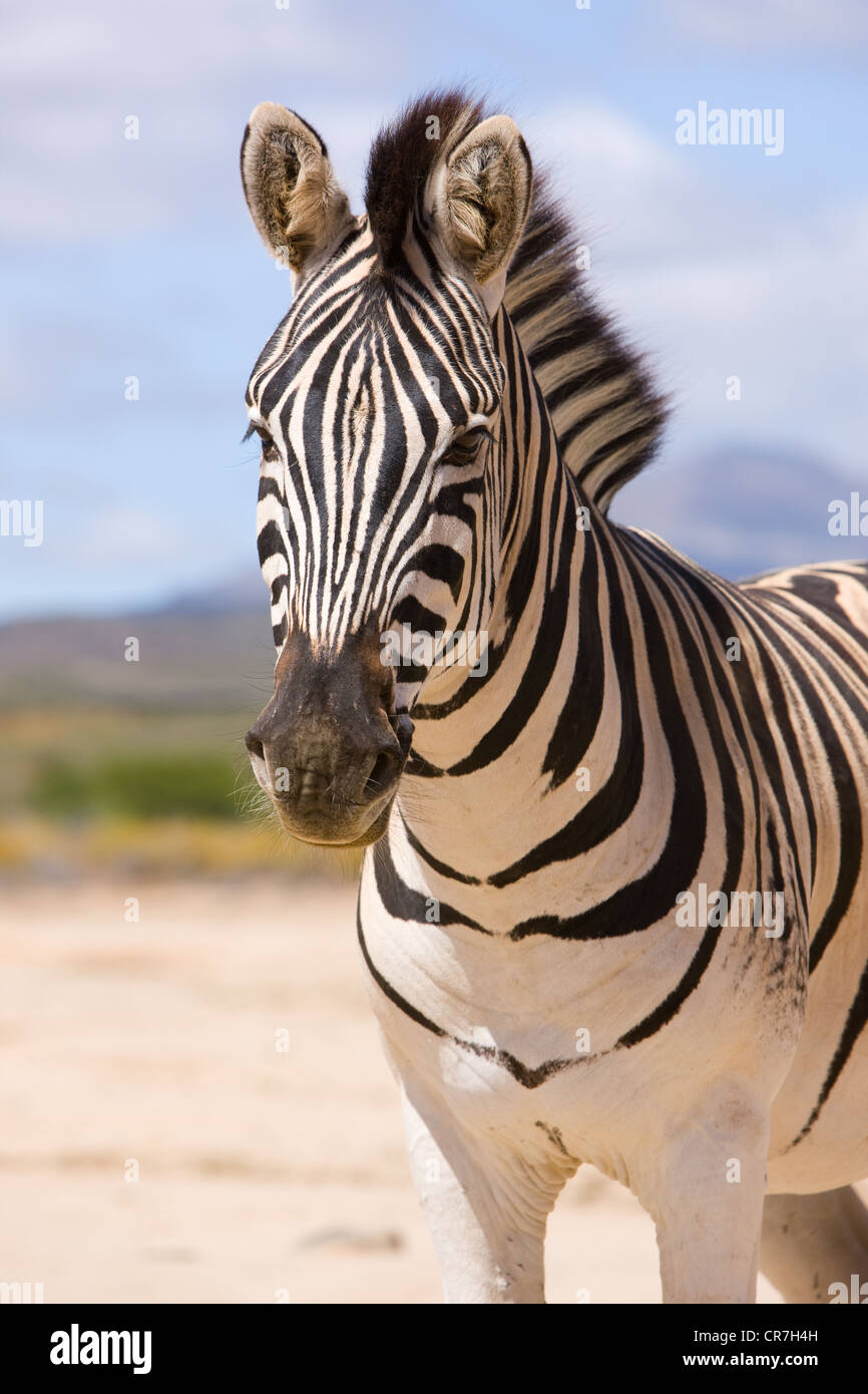 Zebra, Südafrika. Stockfoto