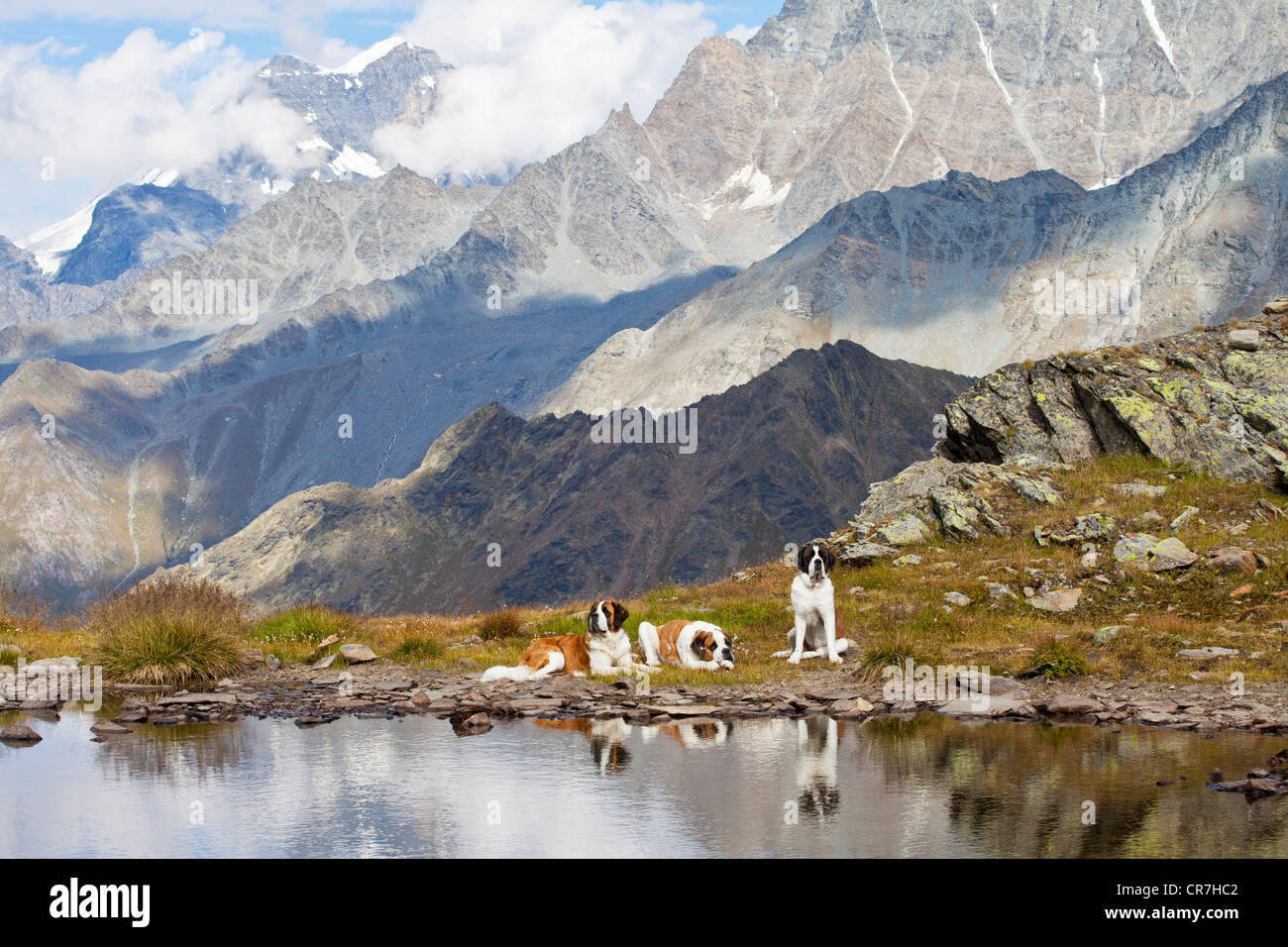 Drei st. Bernard Hunde der Fondation Barry an einem Bergsee, großer St. Bernhard Pass, Wallis, Schweiz, Europa Stockfoto