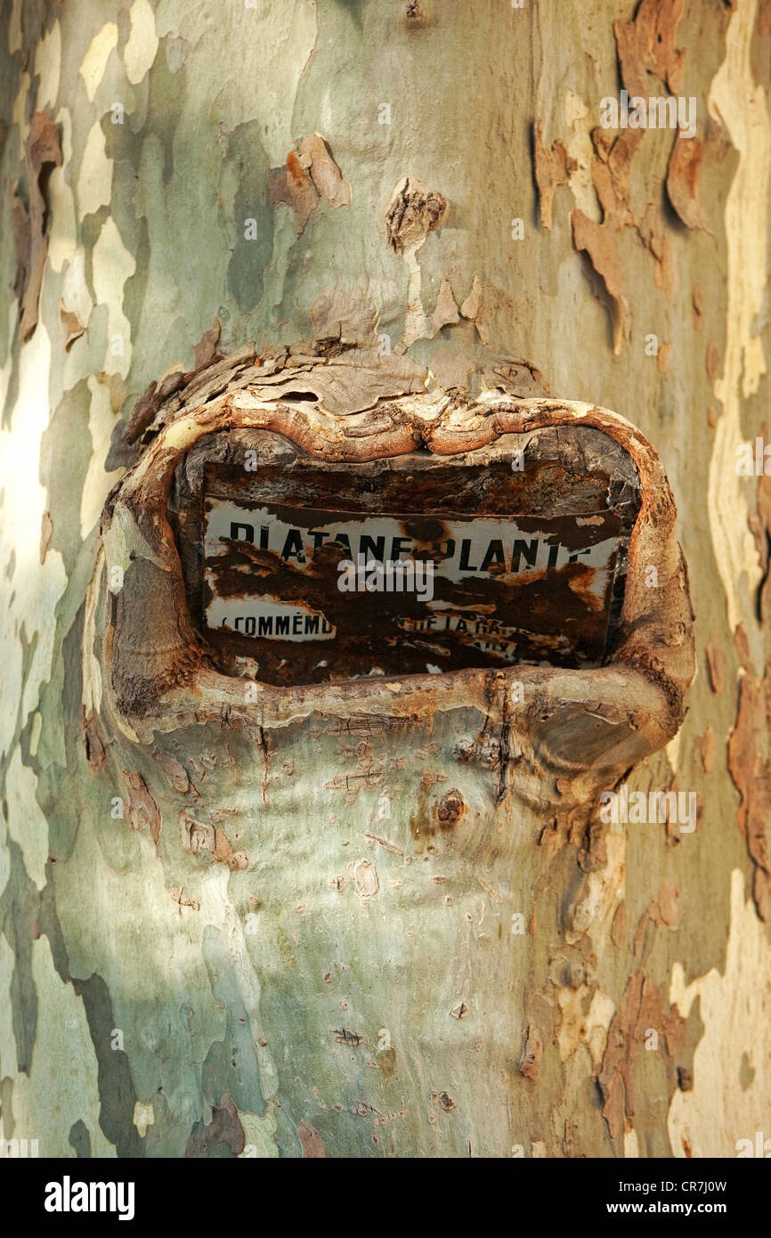 Frankreich, Ardeche, Viviers, Platane Stockfoto