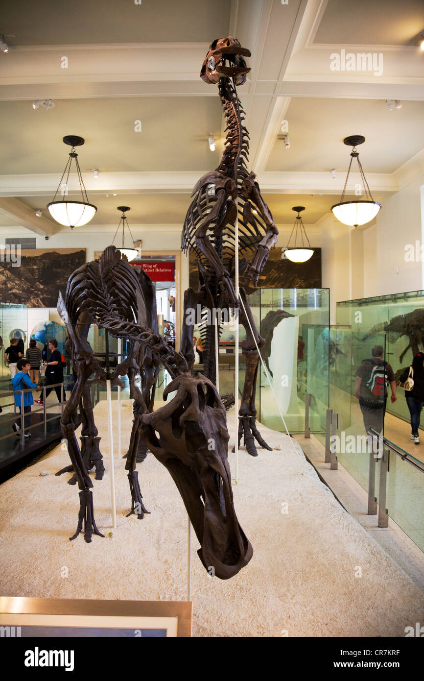 Natural History Museum New York City Skelett Dinosaurier Abschnitt vollständige Skelette von prähistorischen Tieren Stockfoto