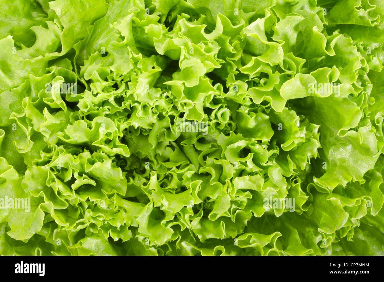 Salat-Textur-Hintergrund Stockfoto
