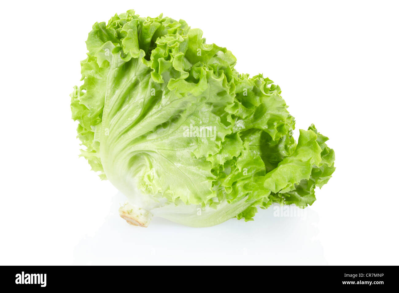 Grüner Salat-Kopf Stockfoto