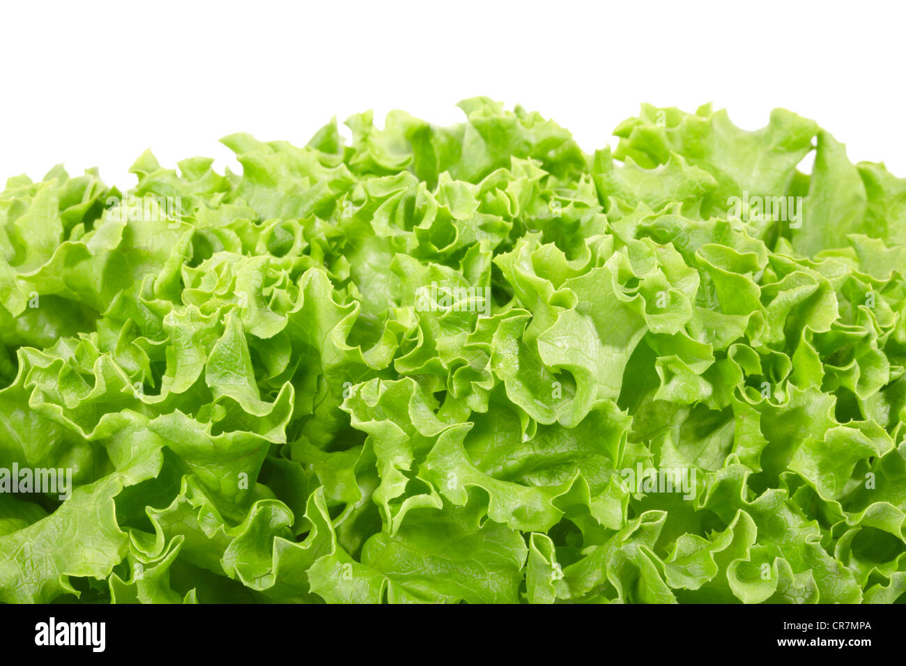 Grüner Salat-Grenze Stockfoto
