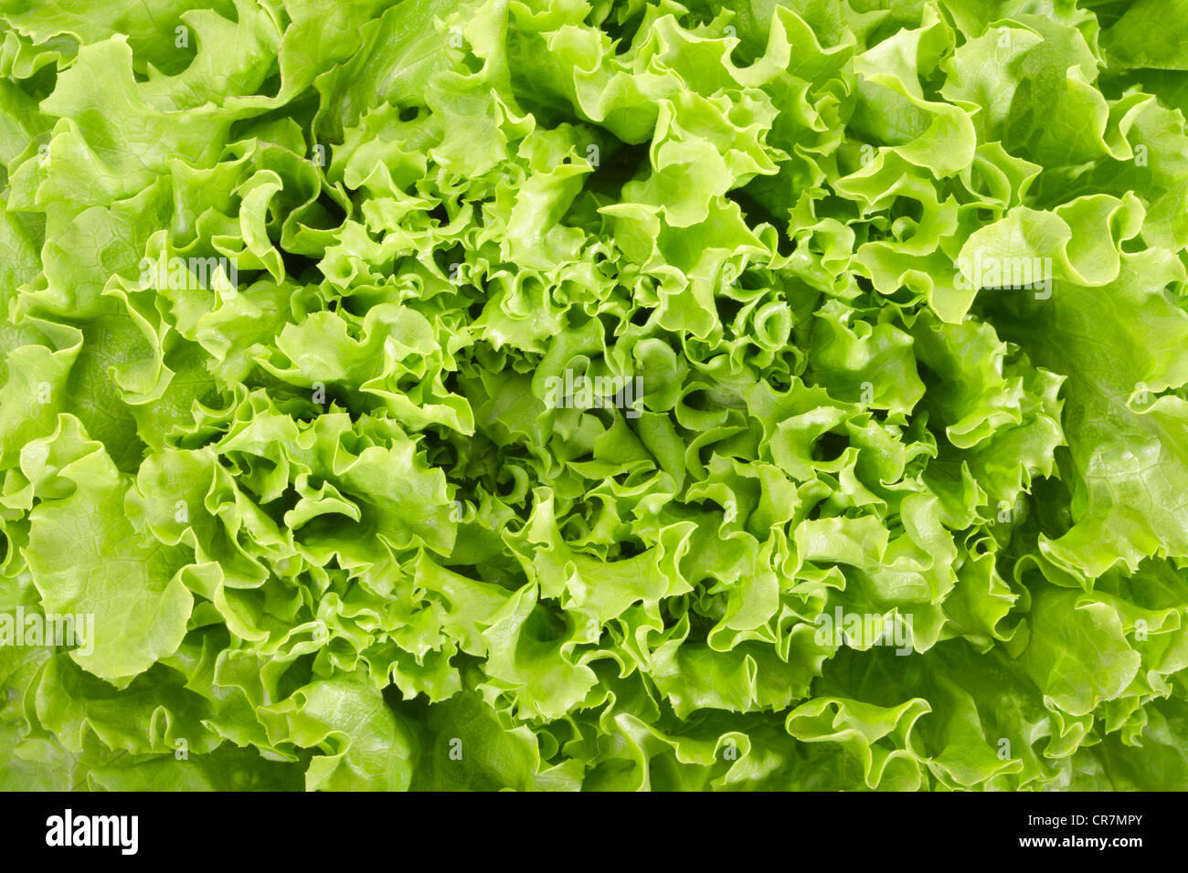 Salat-Textur-Hintergrund Stockfoto