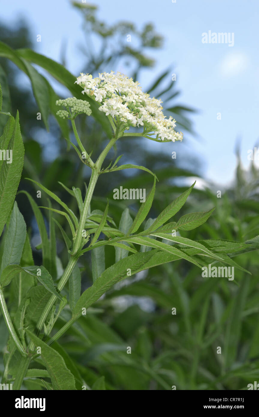 Zwerg ELDER Sambucus Ebulus (Caprifoliaceae) Stockfoto