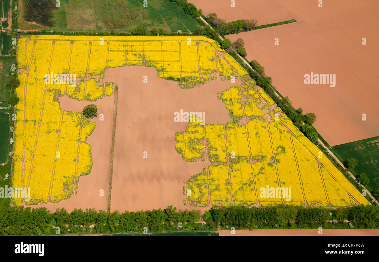 Luftbild, Mais-Feld mit menschlichen Figuren und Baum, Landschaft, Kunst, Nienburg, Niedersachsen, Deutschland, Europa Stockfoto