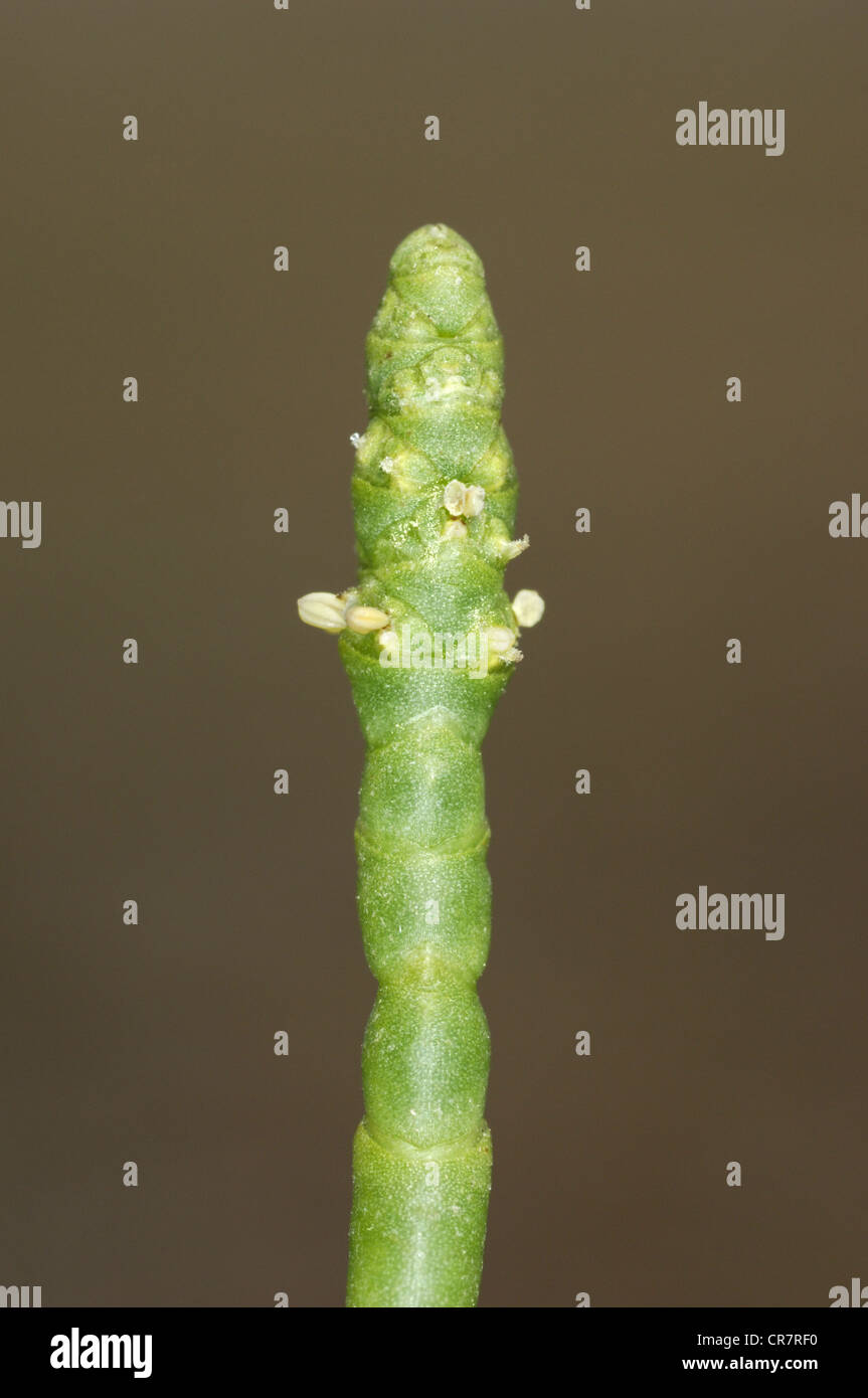 GEMEINSAMEN QUELLER Salicornia Europaea (Chenopodiaceae) Stockfoto