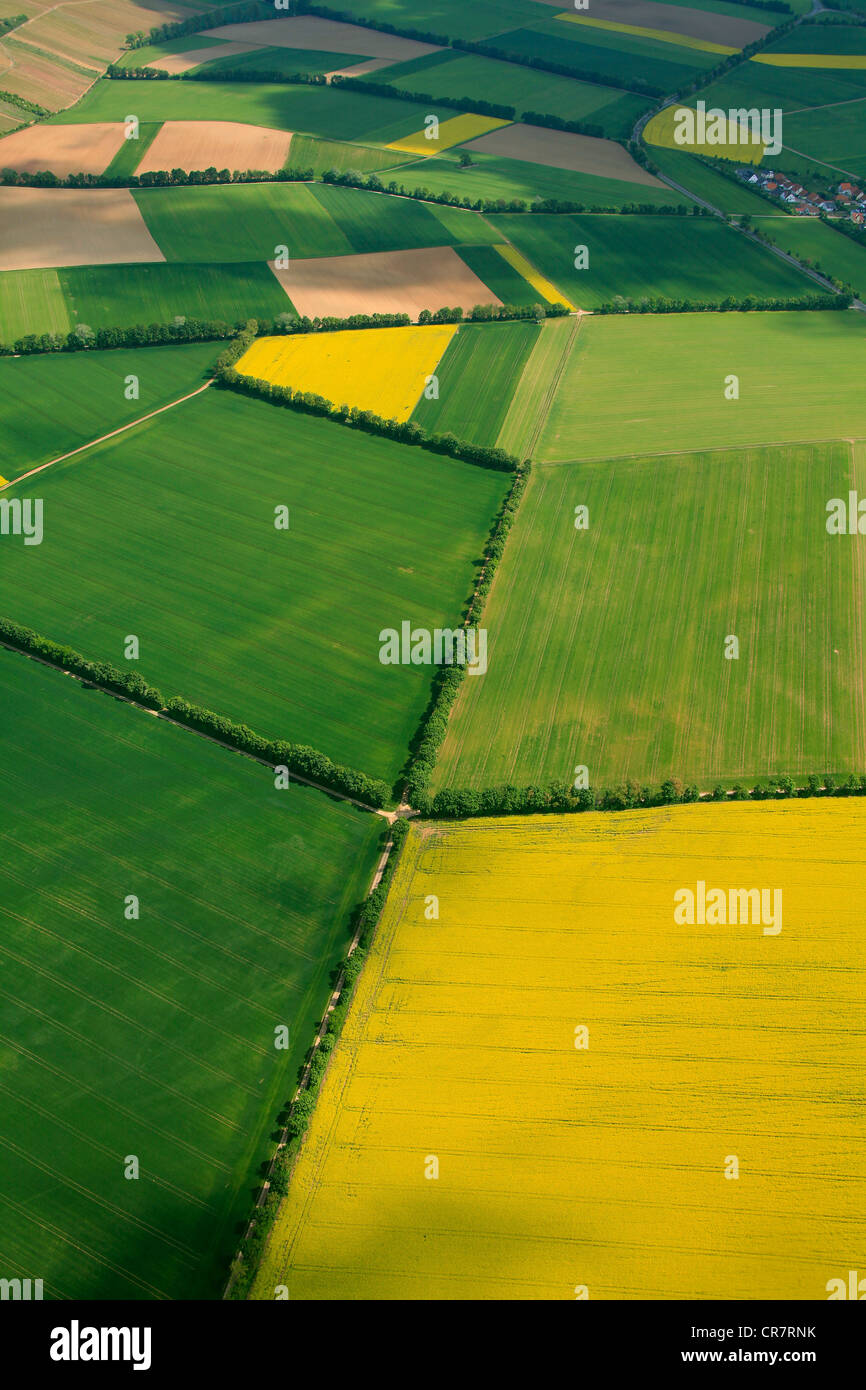 Luftbild, Getreide und Raps Felder getrennt durch Hecken, ebenso-Buedesheim, Rheinland-Pfalz, Deutschland, Europa Stockfoto