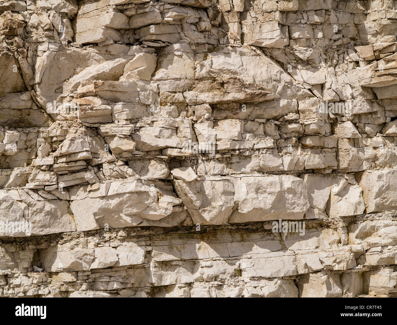 Detail der Oberkreide Kreidefelsen bei Dänen Dyke Flamborough Yorkshire UK Stockfoto