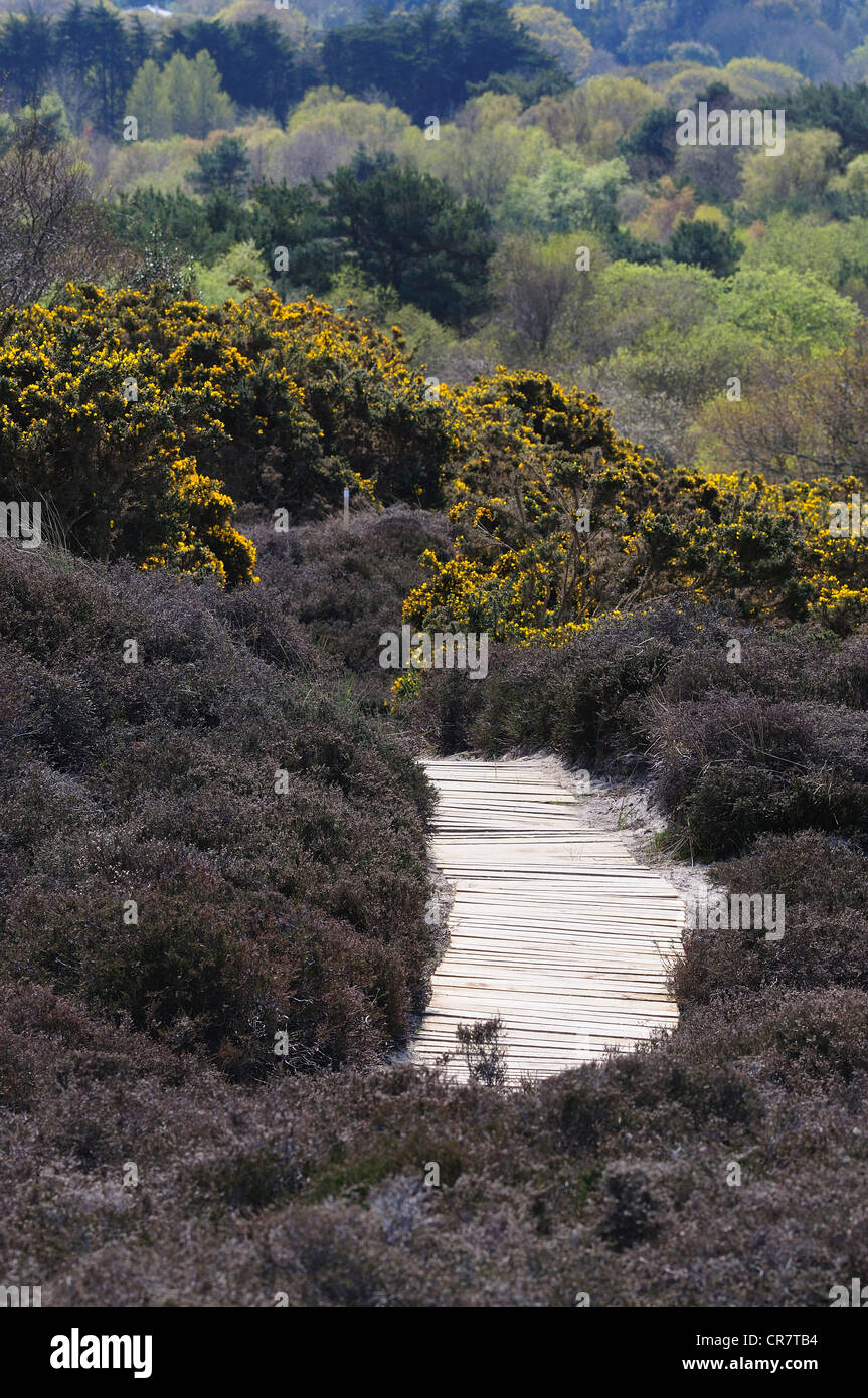 Ein Blick auf die Studland Heath Natur Reservat mit einen Weg durch den mittleren UK Stockfoto