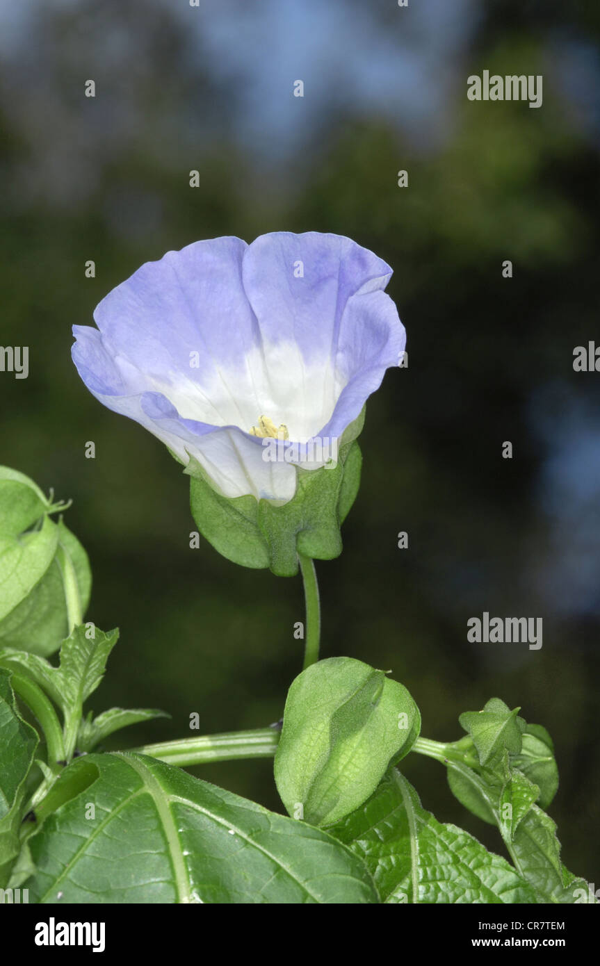 Apple Of Peru Nicandra physalodes Stockfoto