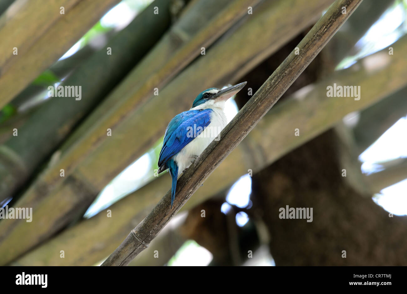 schöner Kragen Eisvogel auf Bambus Ast Stockfoto