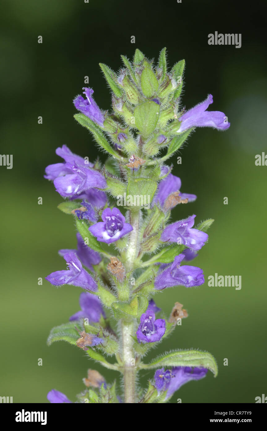 Basilikum-Thymian Clinopodium Acinos (Lamiaceae) Stockfoto